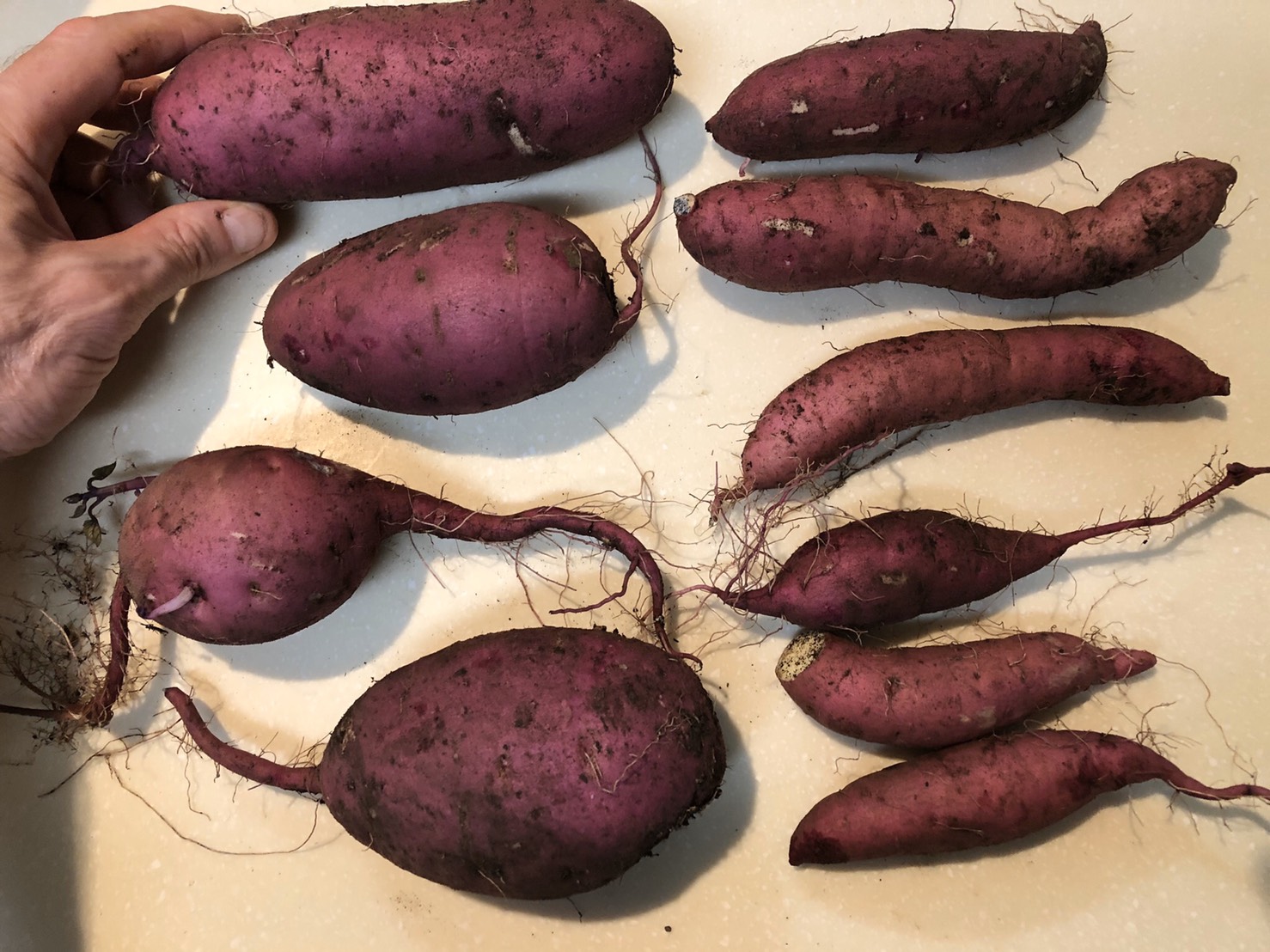 Okinawa Gardener Japanese Sweet Potato (Satsumaimo) Harvesting and Curing
