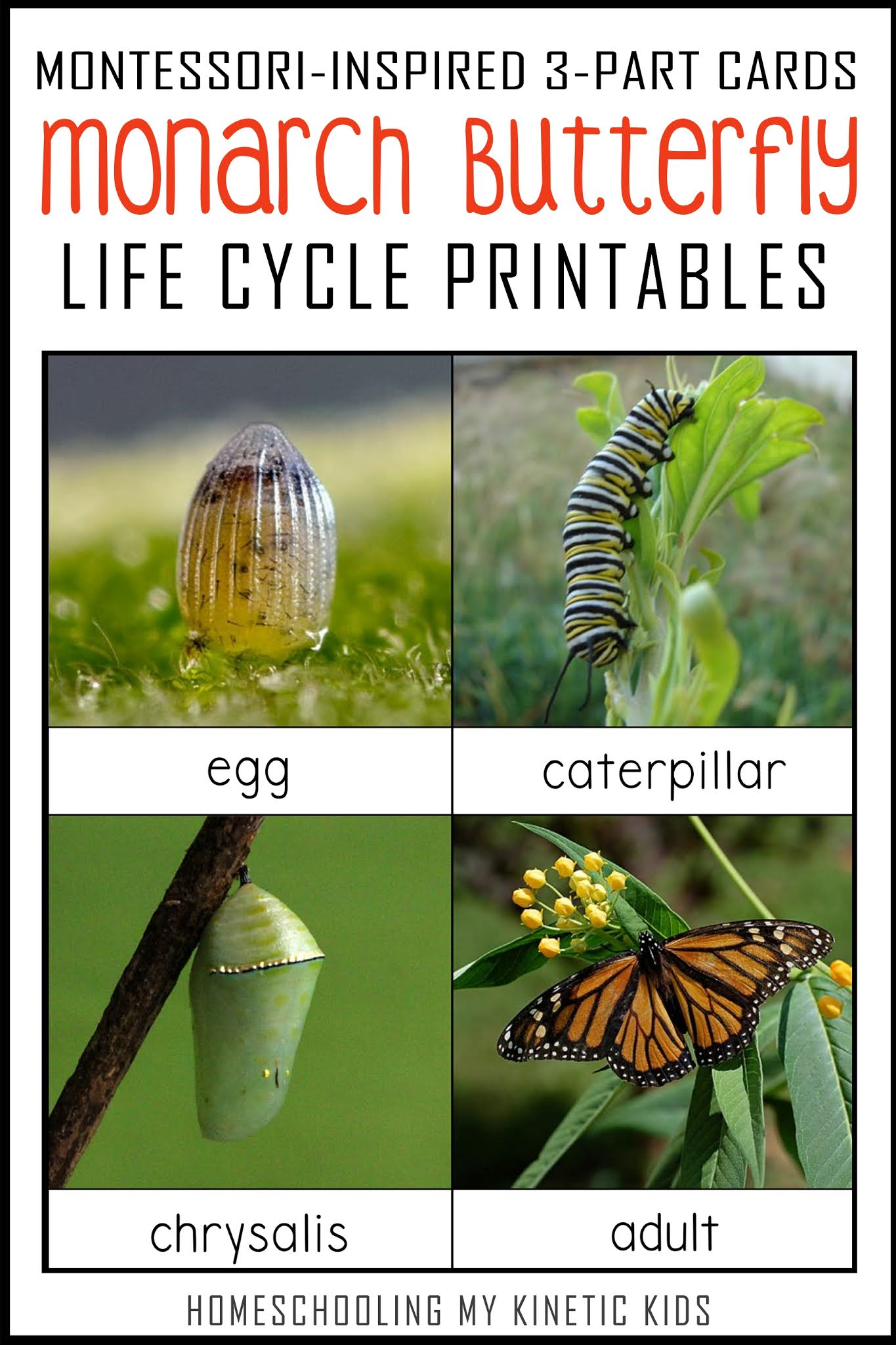 Monarch Butterfly Life Cycle 3 Part Cards Monarch Butterfly Life Cycle 3 Part Cards