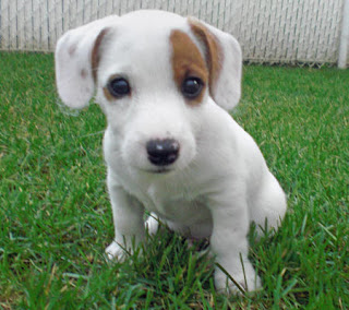 Cute Jack Russell Terrier Puppy Picture