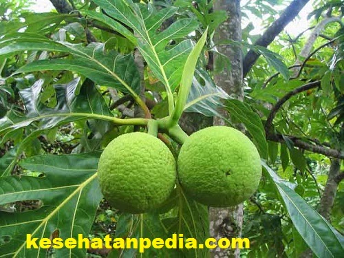 Manfaat Rebusan Daun Sukun Kering / Muda untuk Kesehatan dan Cara