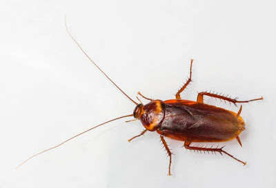 Palmetto bug vs Cockroach Pictures, Size, Identification