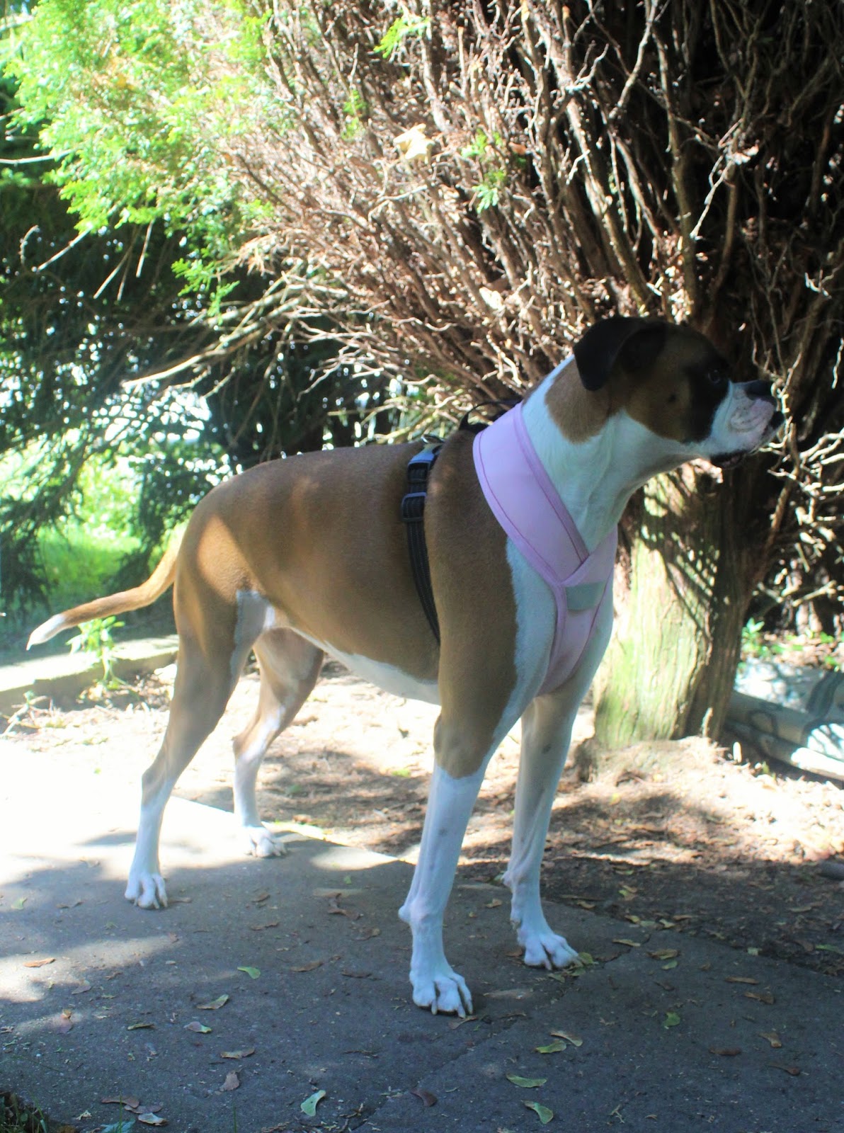 Dog Madness Orthopedic Crossover Harness That Stretches With Your Dog