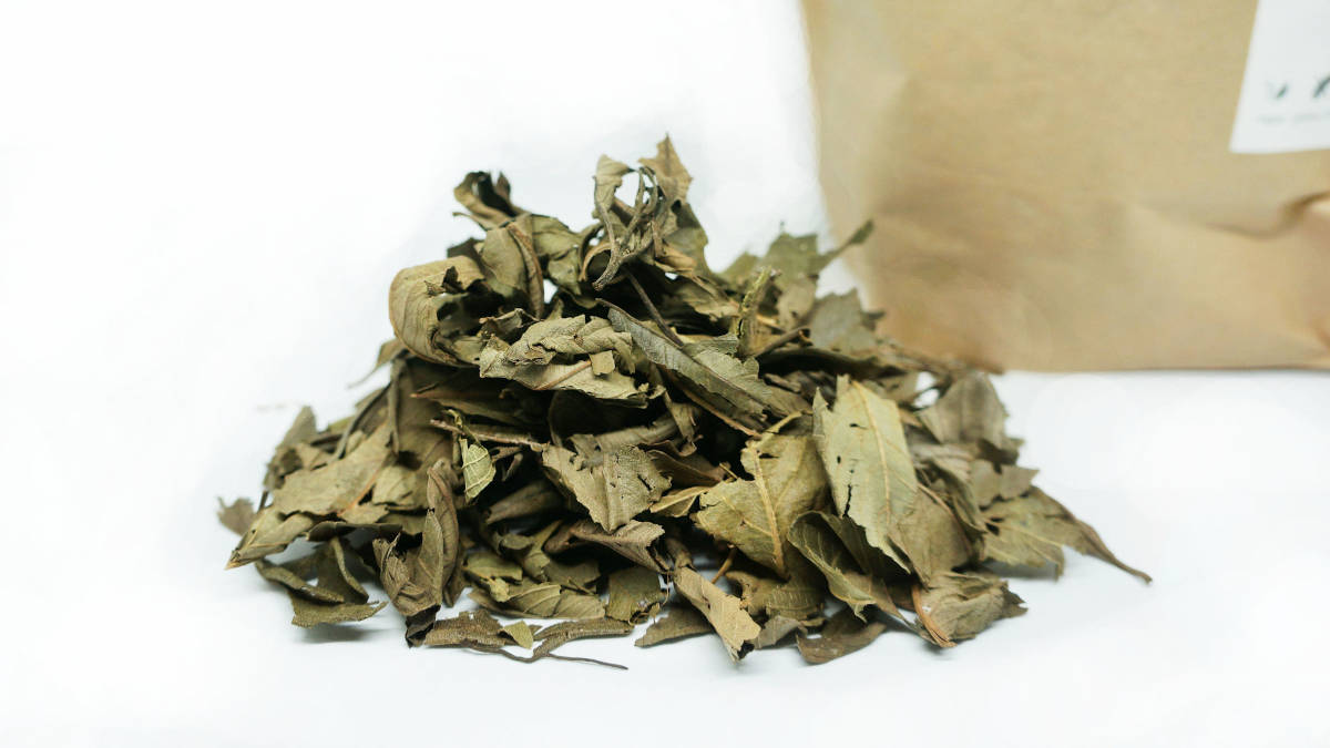 Le kinkéliba, un thé qui guérit en Afrique