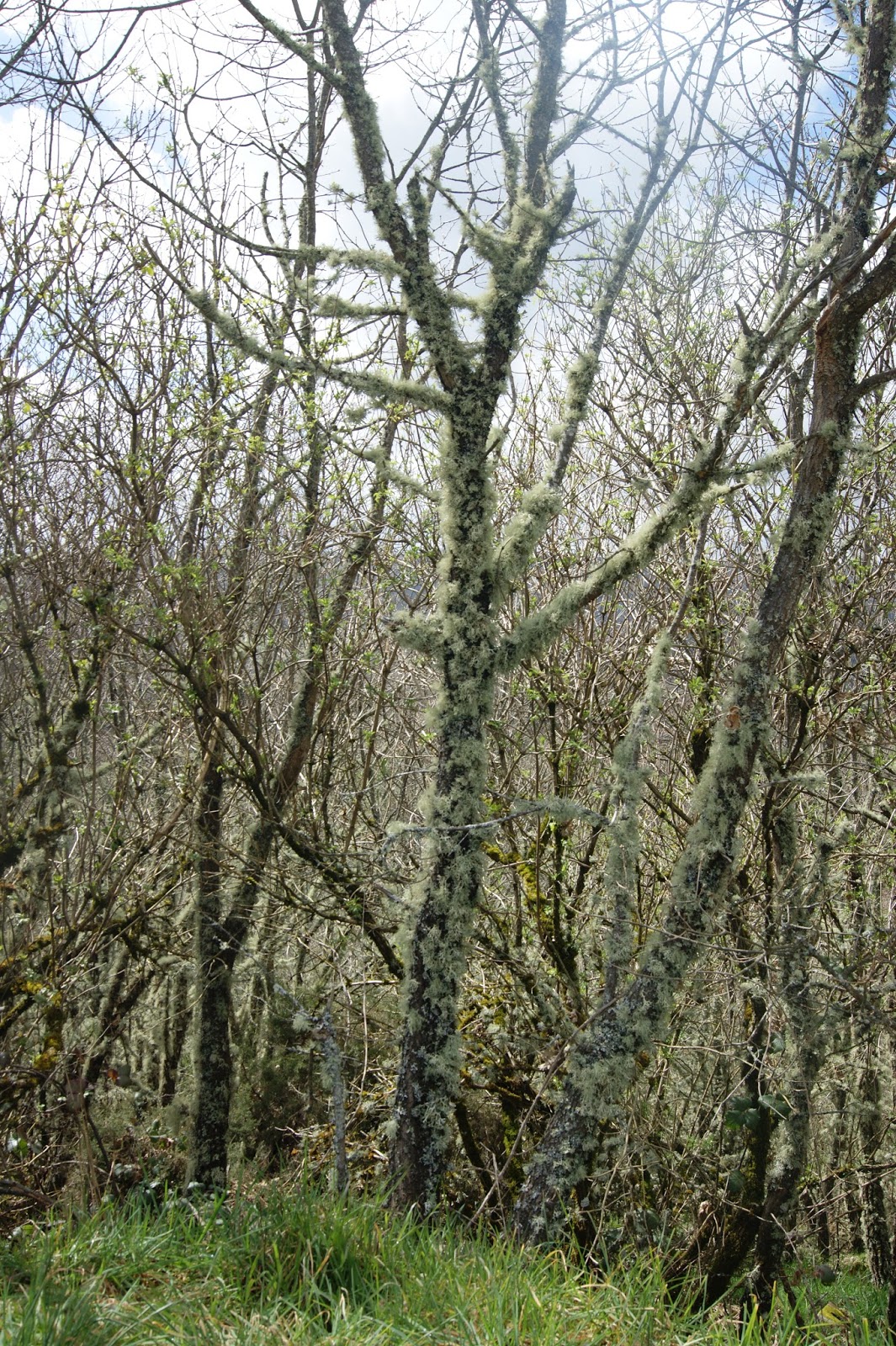 Disto e Daquilo Montalegre