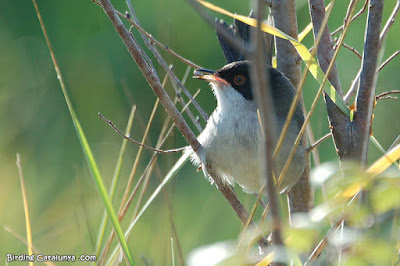 Tallarol capnegre (Sylvia melanocephala)