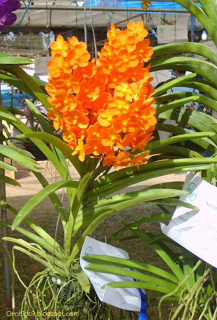 http://1.bp.blogspot.com/-RIM_kwO-4KA/TionDNuqQQI/AAAAAAAAAro/mzUGcBbz5rA/s1600/Vanda+hybrid+Orchid+Flower+Picture+07.JPG
