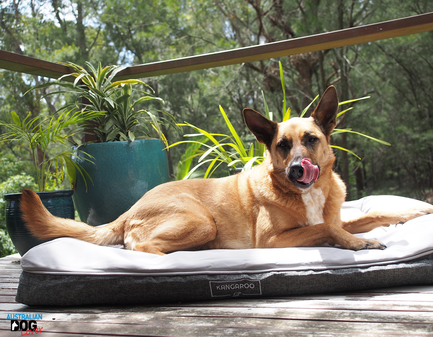 Kangaroo Orthopaedic Memory Foam Dog Bed Review Australian Dog Lover