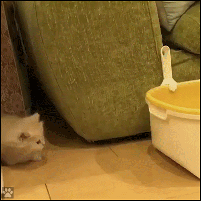 Cute Cat GIF • Adorable Munchkin Kitty running back and forth. He's so tiny, so fluffy, with cute short legs Cute Cat GIF • Adorable Munchkin Kitty running back and forth. He's so tiny, so fluffy, with cute short legs