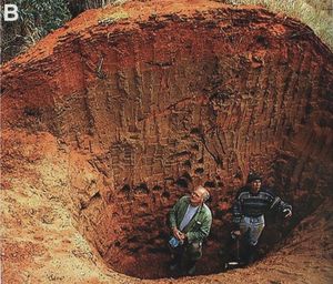 Partially Excavated Nest of an Ant Colony