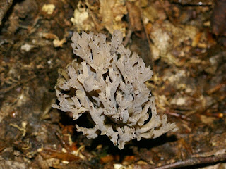 Clavaires blanches et assimilées du Québec Clavaires blanches et assimilées du Québec
