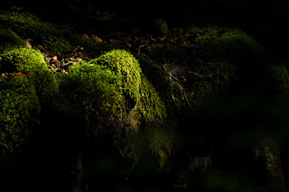 Naturfotografie Wildwald Wald