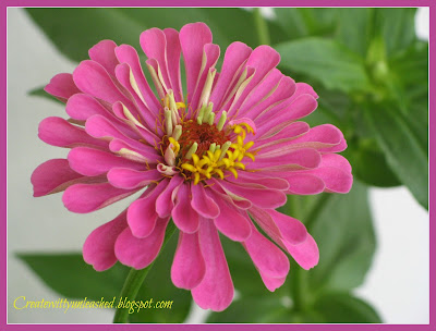 createwittyunleashed.blogspot.com : Zinnia