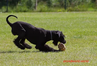 Giant Schnauzers