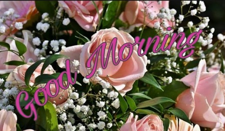 Good Morning Photos Good Morning Photos