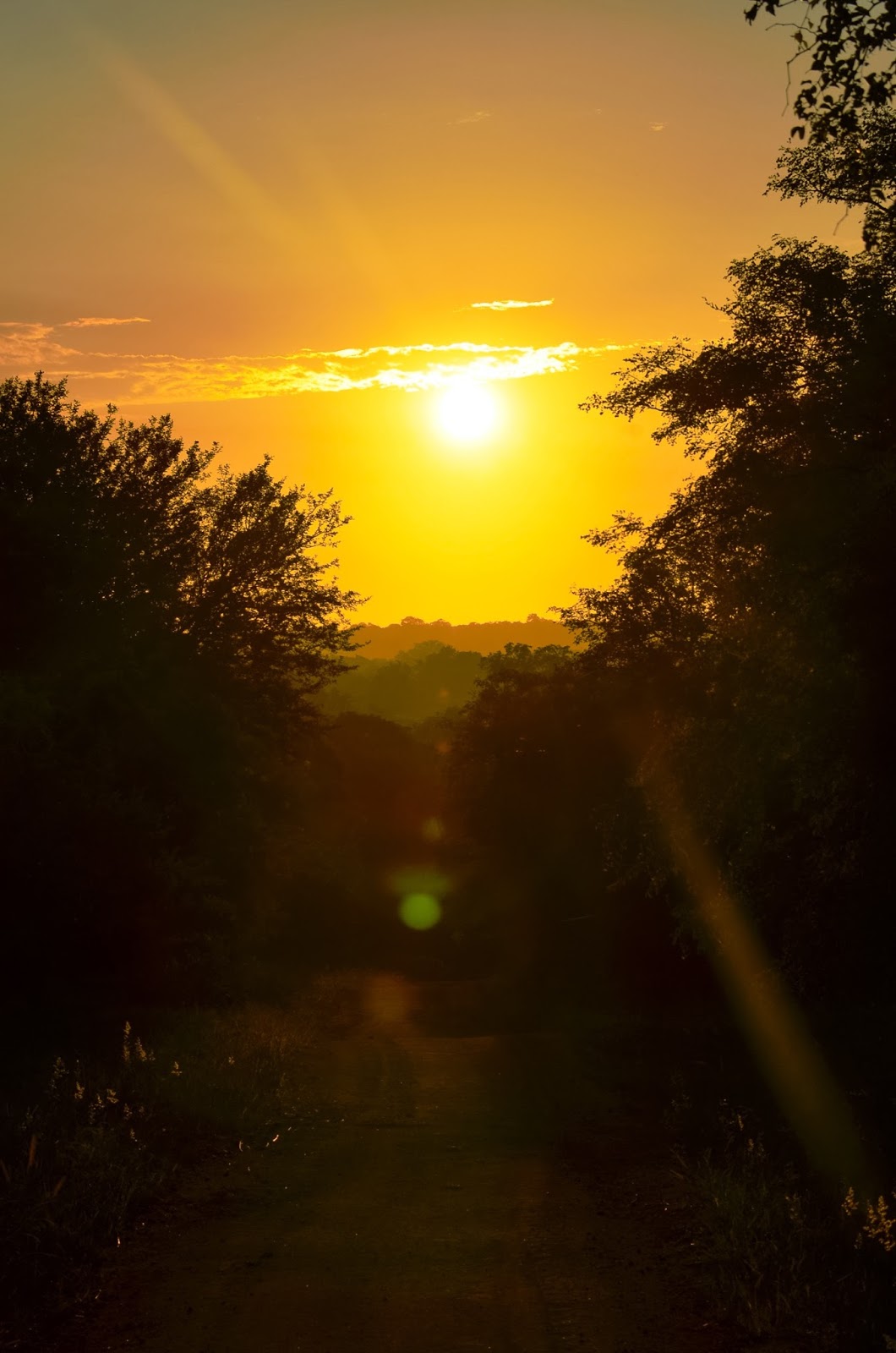 marcs treehouse camp