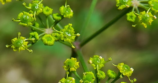 Les Actualites Du Monde De Lupa Panais Brulant Pastinaca Sativa Subsp Urens