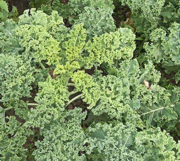 kale, kales, how to grow kale, growing kale, guide for growing kale, tips for growing kale, kale growing tips, growing kale organically, growing kale in home garden, growing kale organically in home garden, how to start growing kale, how to start growing kale organically, how to start growing kale organically in home garden