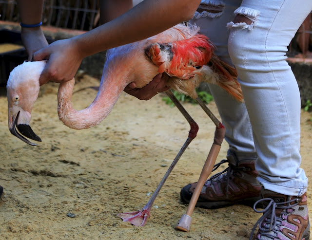 Благодаря протезу, фламинго может ходить как и раньше