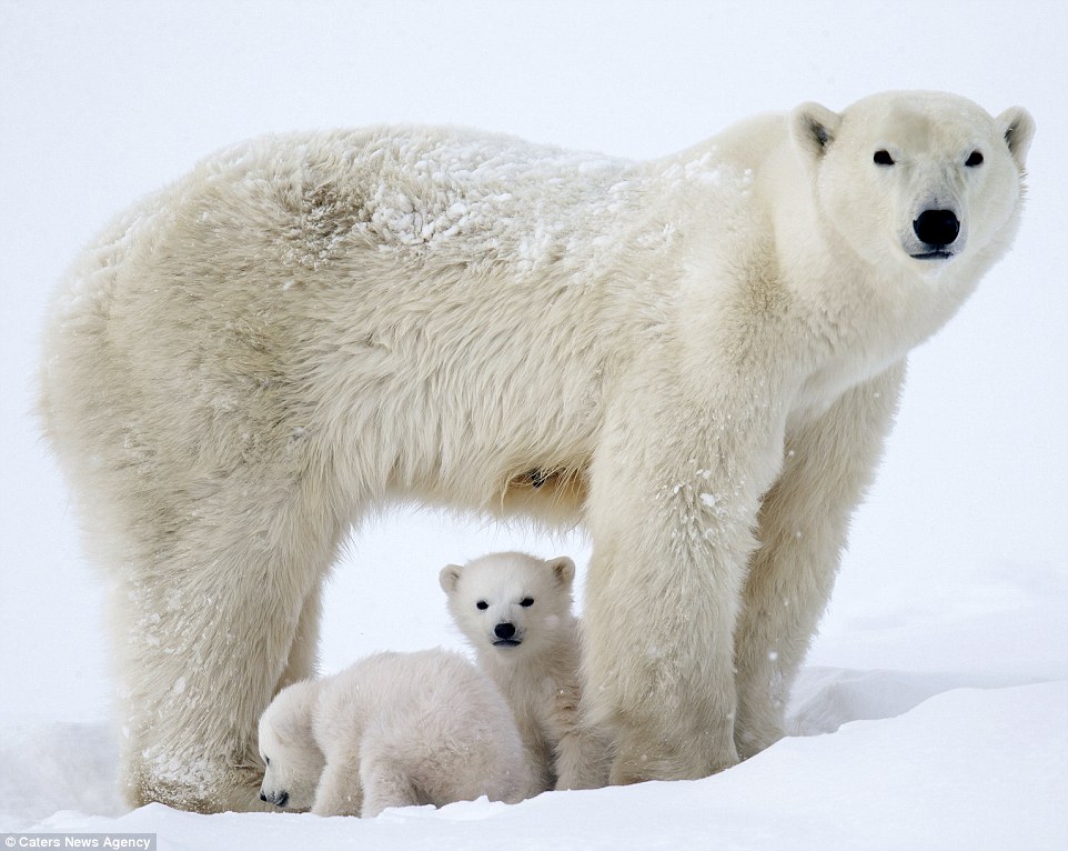 White Wolf : Adorable polar bears cubs clamber on mom in Canada