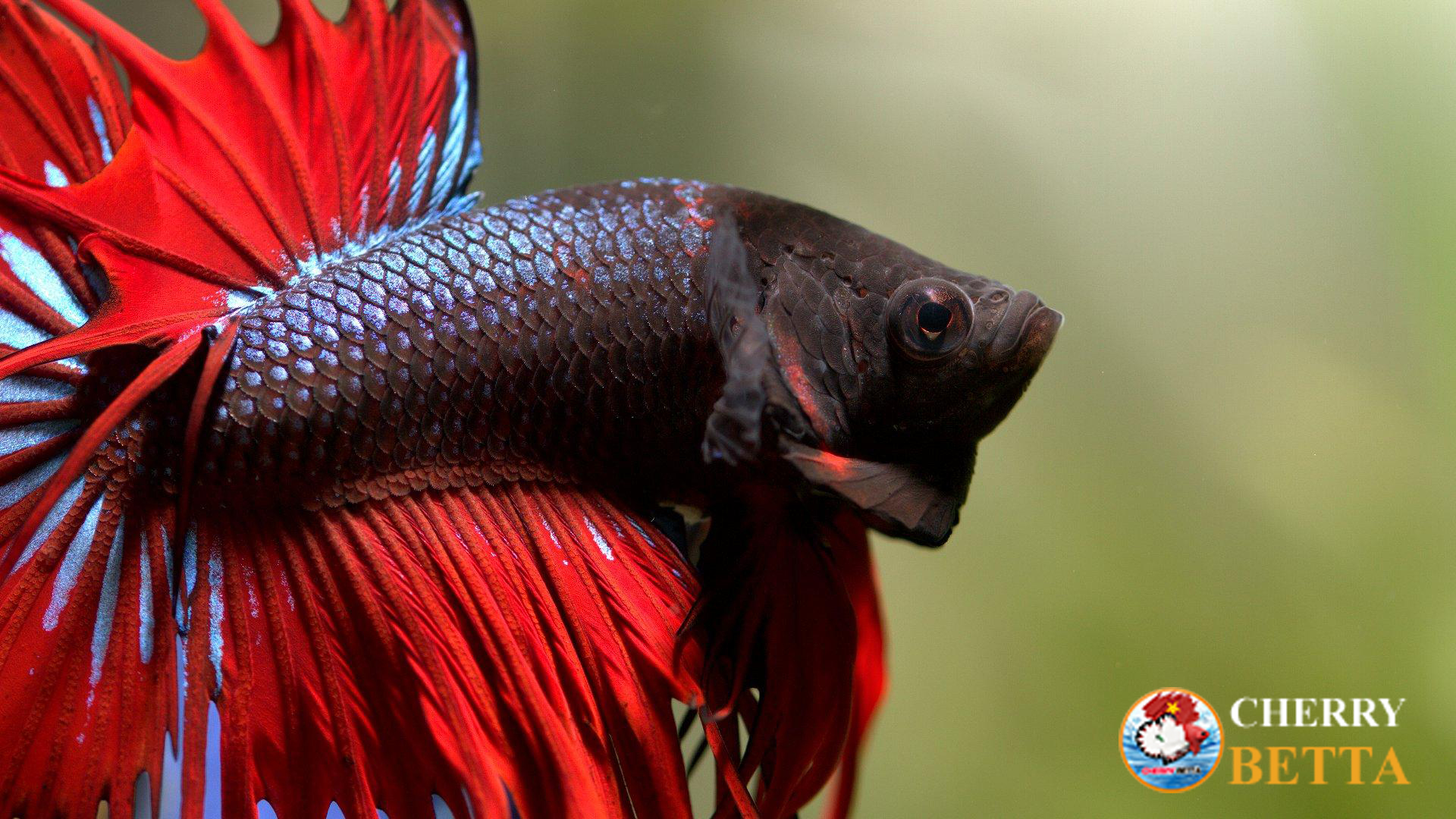 Nguồn gốc cá Betta và những thông tin hữu ích | Cherry Betta VietNam