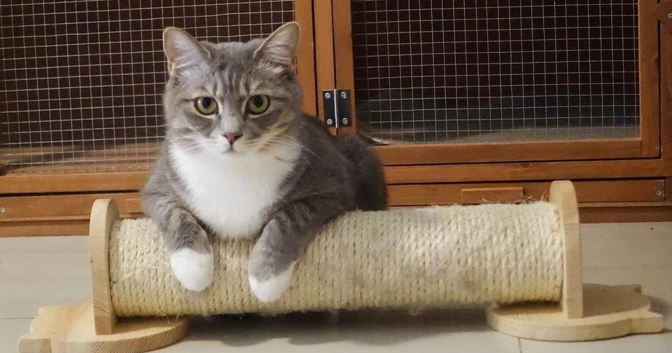 How to train a cat to use a scratch Helpful tips