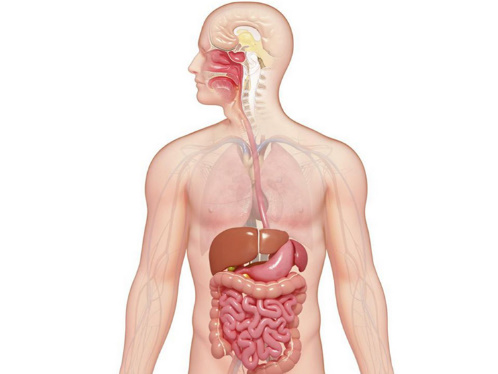 Proses Pencernaan Makanan pada Manusia (Lengkap) - Harmoni ...