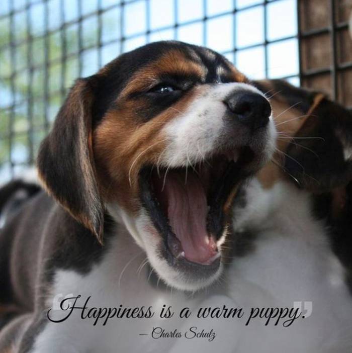 Mail2Day: 21 Great Quotes About Pets