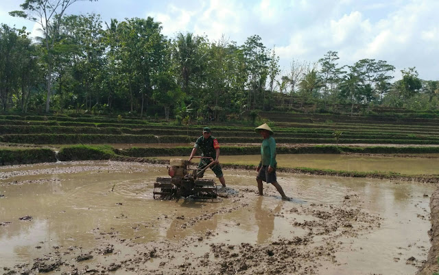 Kodim Karanganyar - Sertu Sumaryo Bantu Petani Mengolah Lahan Sawah di Desa Binaannya