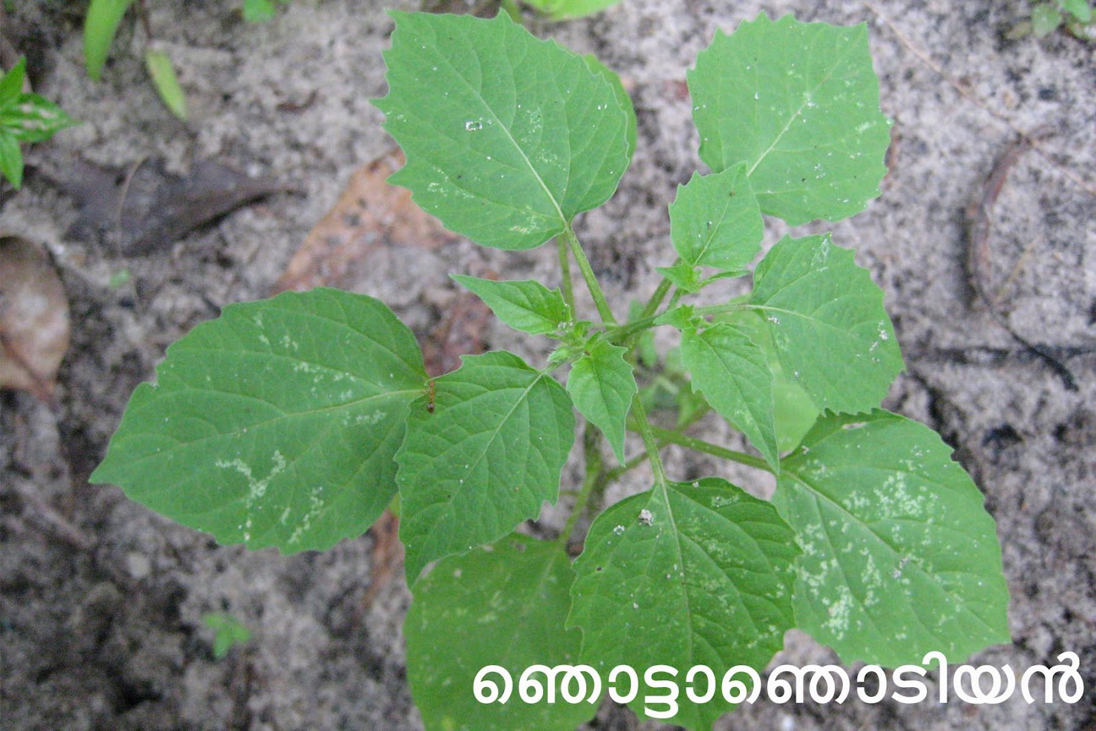 Ayurvedic Medicinal Plants in Kerala