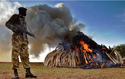 Kenya Hükümeti 'Filler Yaşasın' Dedi, 100 Milyon Dolarlık Fildişini Yaktı