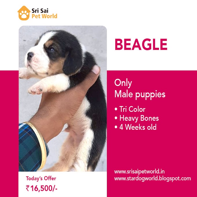 Get Beagle dog or puppy in India