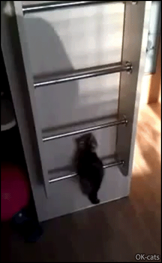 Funny Cat GIF • Spider kitty climbing up the ladder bed. “Look, I can do it!” Funny Cat GIF • Spider kitty climbing up the ladder bed. “Look, I can do it!”