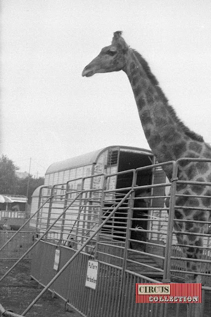 la girafe du cirque Krone 