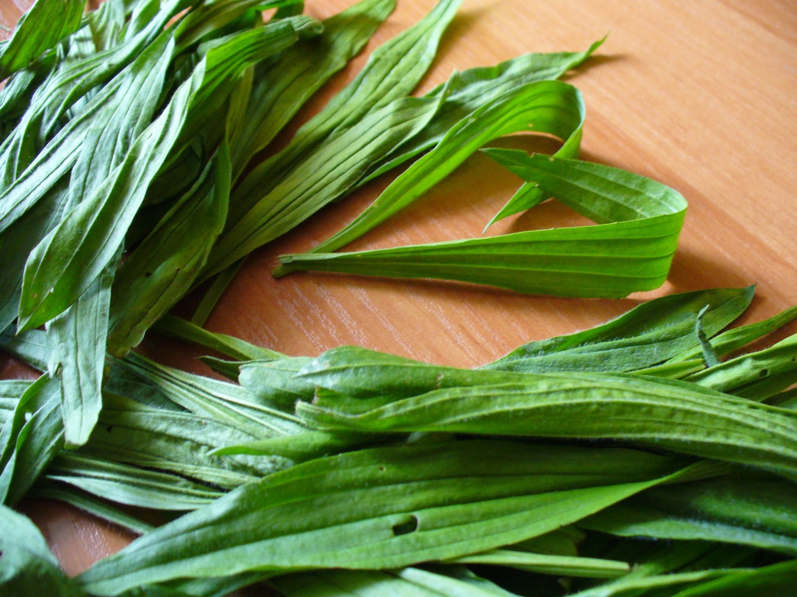 Herbal Chemistry Ziolko Na Piatek Przeciwzapalna Babka Lancetowata Na Wiele Problemow Skornych