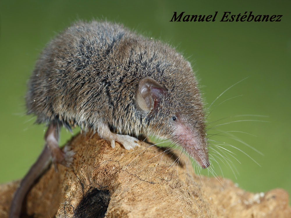 Miradas Cantábricas: Musaraña gris (Crocidura russula)
