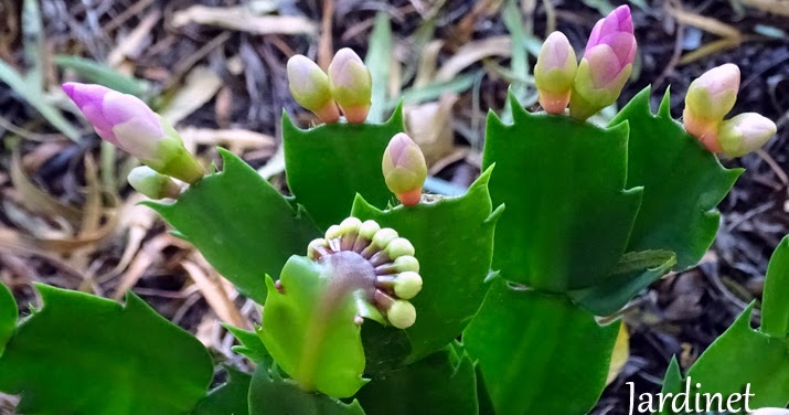 Por que os botões da flor-de-maio caem... - Jardinet