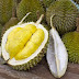6 Manfaat Buah Durian Untuk Kecantikan dan Kesehatan Tubuh Manusia