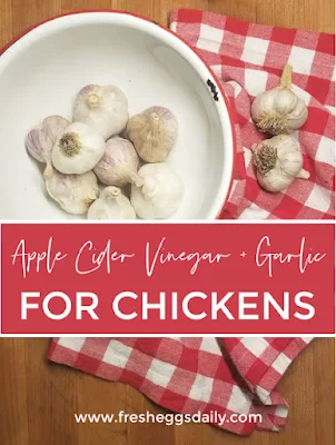 apple cider vinegar and garlic for chickens