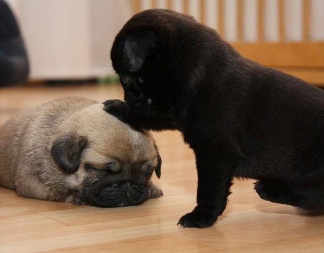 Black and Fawn Pug Puppies Cuteness Level Picture ~ Picture of Puppies