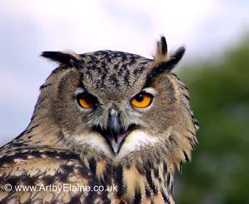 Eagle%257EOwl%257Ecopy.jpg