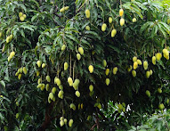 Aam ke ped ka dard, pain of a mango tree