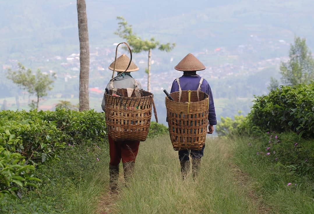 Tiket Masuk Kebun Teh Tambi Wonosobo dan Info Penginapan