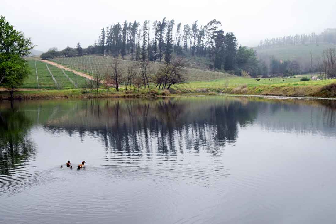 . This Week’s MENU. Bellevue, Kunjani, Wine Concepts’ Chardonnay Pinot