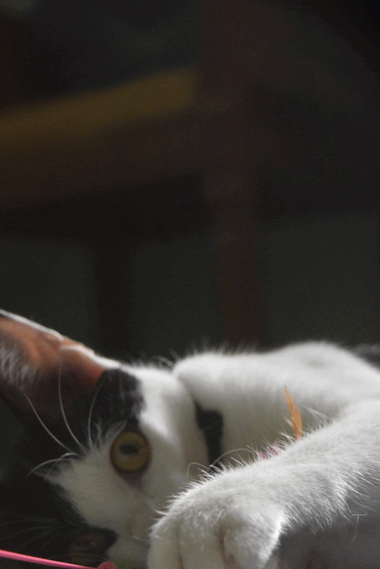 Mariana Sarip Feline Gifs