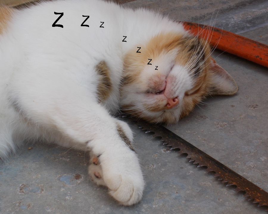 Gutshof Carolinenthal Die Katze schläft viel...