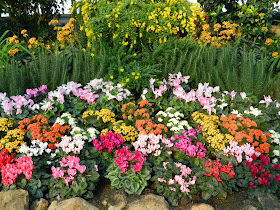 Centennial Park Conservatory Spring Flower Show 2014 cyclamen kalanchoe by garden muses-not another Toronto gardening blog