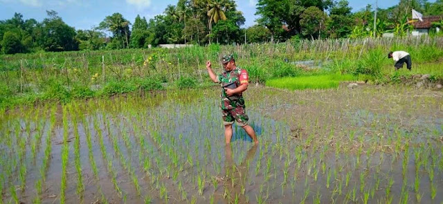 Semangat Babinsa Taskombang Dalam Mendampingi Petani