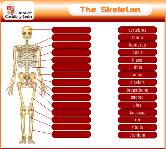 skeleton