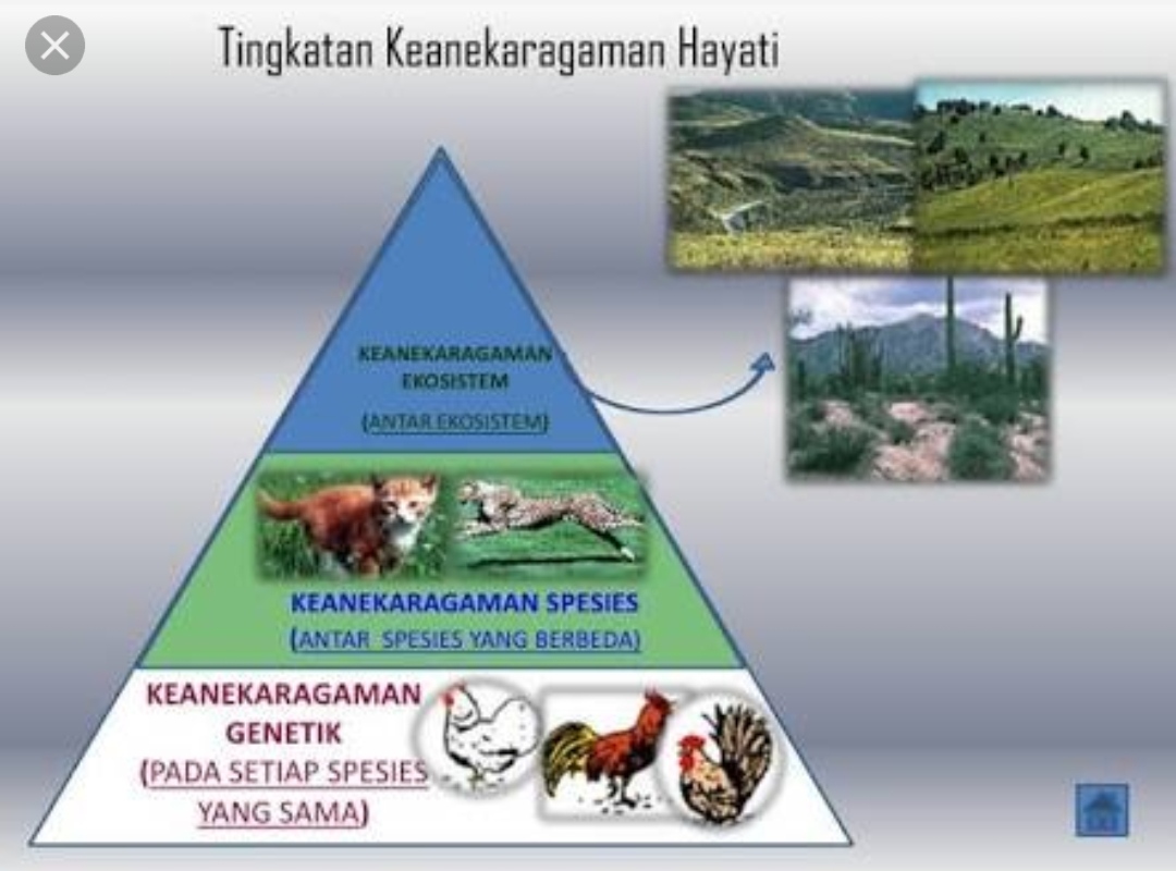 Keanekaragaman Hayati Tingkat Gen Jenis Dan Ekosistem Berbagai Jenis