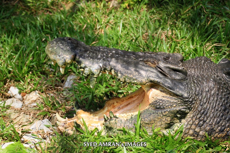 Cerita Ayam Dan Buaya Termasuk Jenis Sekali